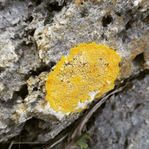 Lichene crostoso giallo su roccia